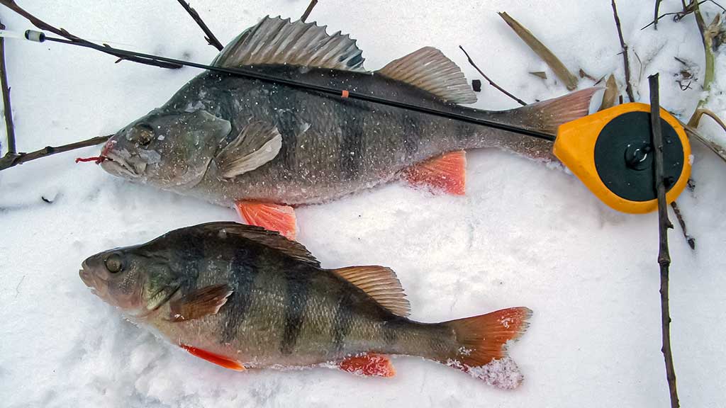 Kaip paruošti meškerę poledinei žūklei Kaip paruošti meškerę poledinei žūklei