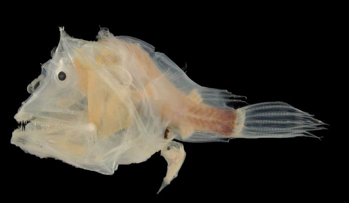 Tai – visiškai permatomas Haplophryne mollis, kuris turi dar ir labai ploną skeletą. Tai – visiškai permatomas Haplophryne mollis, kuris turi dar ir labai ploną skeletą.