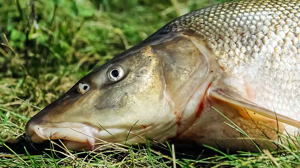 Spalio ūsorius Spalio ūsorius