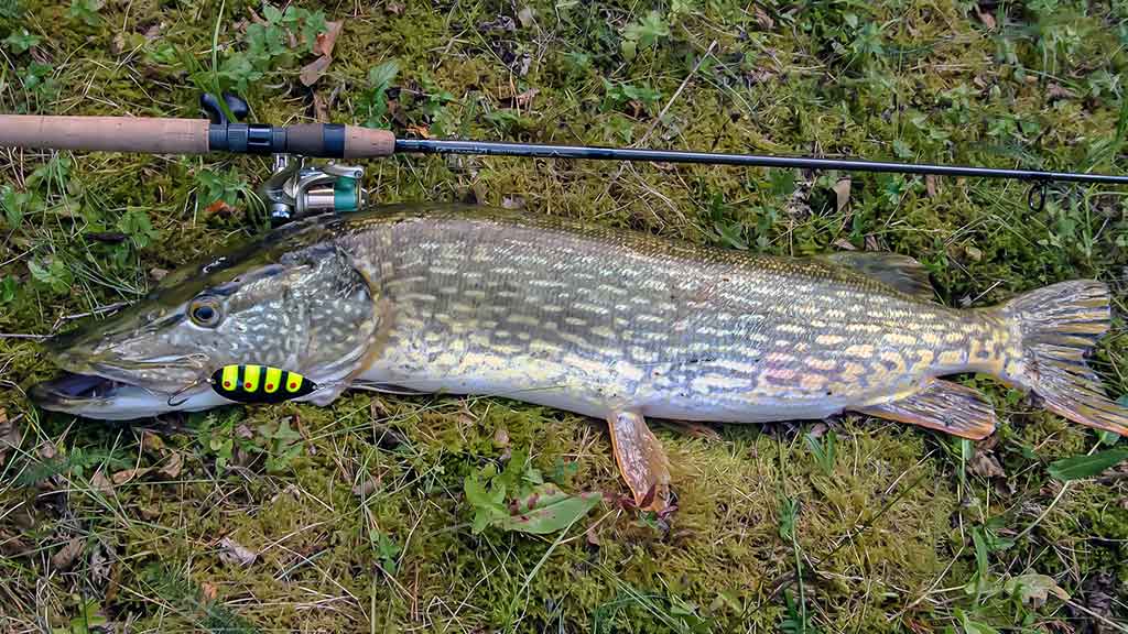 Lydekos, metaliniai masalai, panašumai ir kontrastai Lydekos, metaliniai masalai, panašumai ir kontrastai