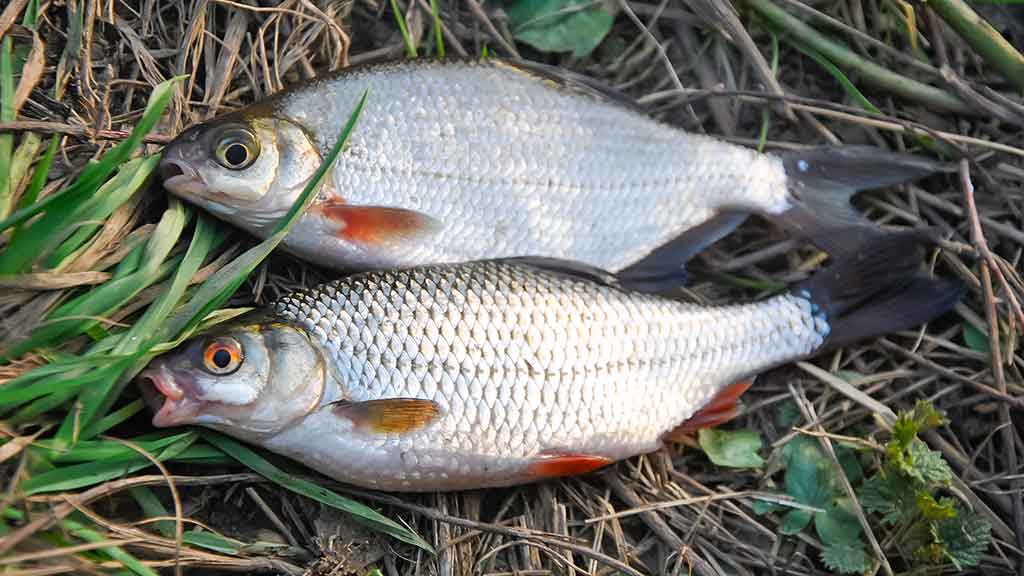 Sudužę margučiai arba kaip Dievas juokiasi Sudužę margučiai arba kaip Dievas juokiasi
