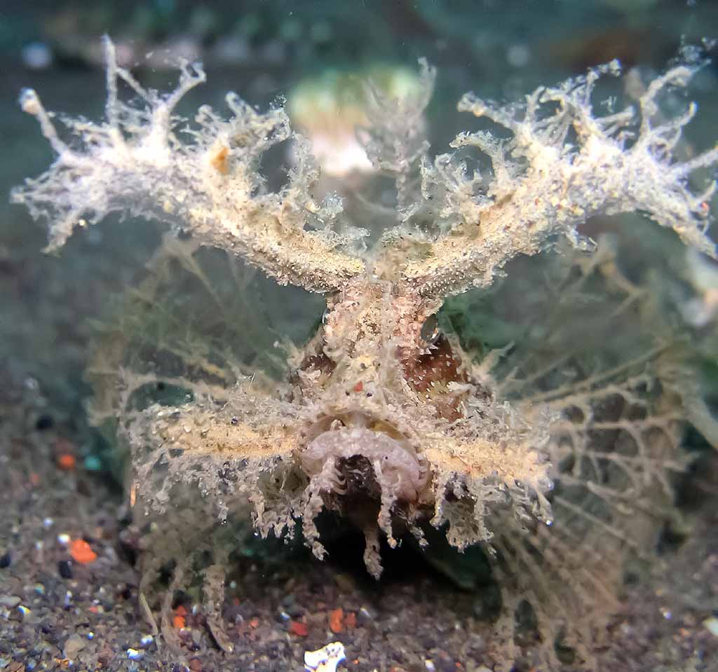 Skorpena ambola (Pteroidichthys amboinensis) Skorpena ambola (Pteroidichthys amboinensis)