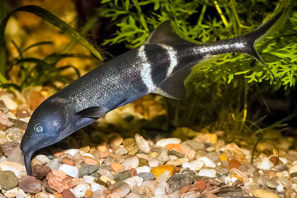 Žuvis dramblys - Campylomormyrus numenius Žuvis dramblys - Campylomormyrus numenius