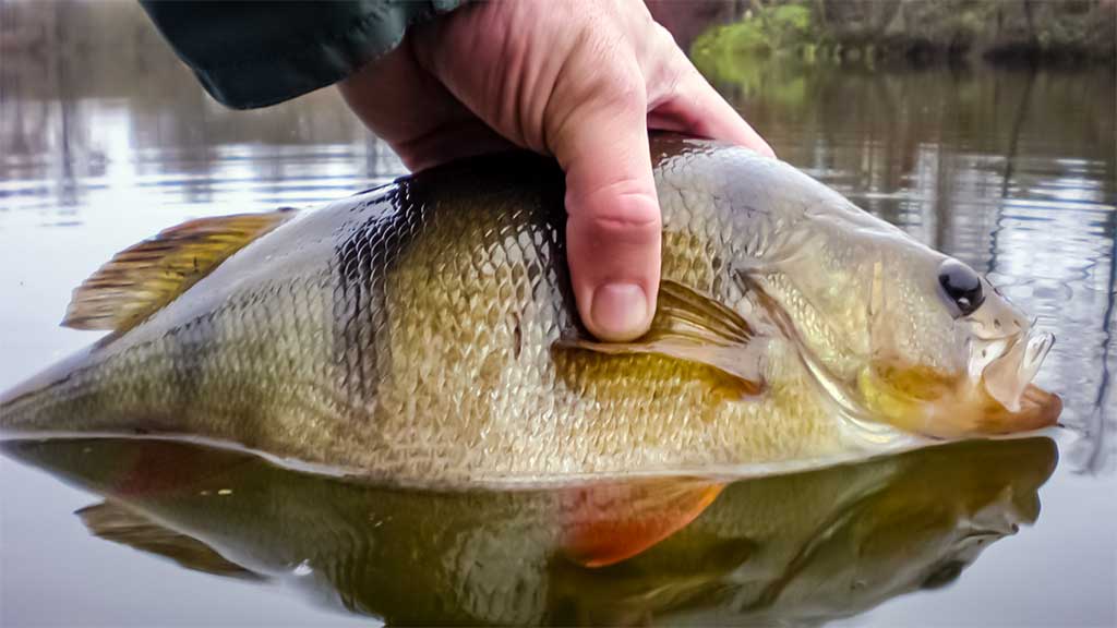 Nors ir žvynuotos, bet labai intelektualios Nors ir žvynuotos, bet labai intelektualios