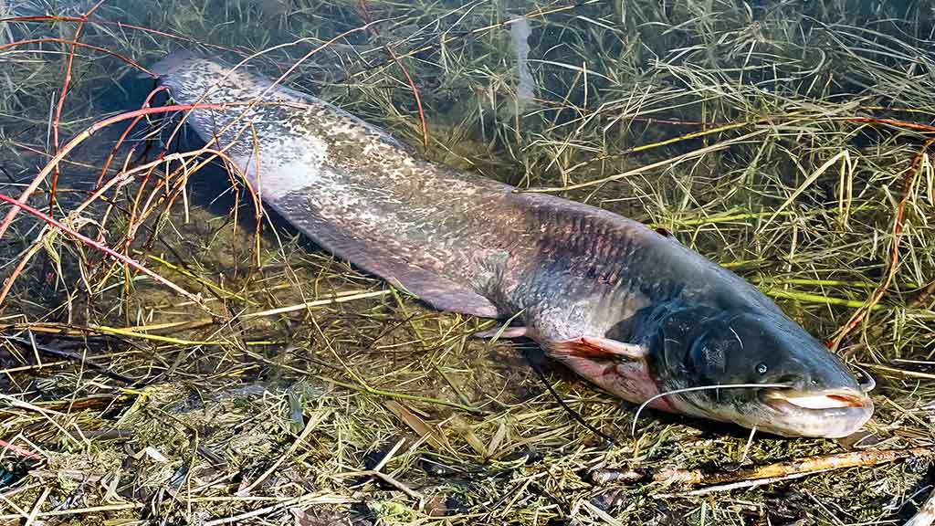 Žvejo aura. Pirma dalis Žvejo aura. Pirma dalis