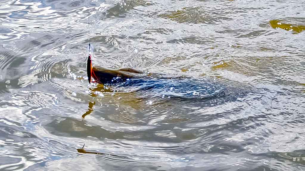 Žvejo aura. Pirma dalis Žvejo aura. Pirma dalis