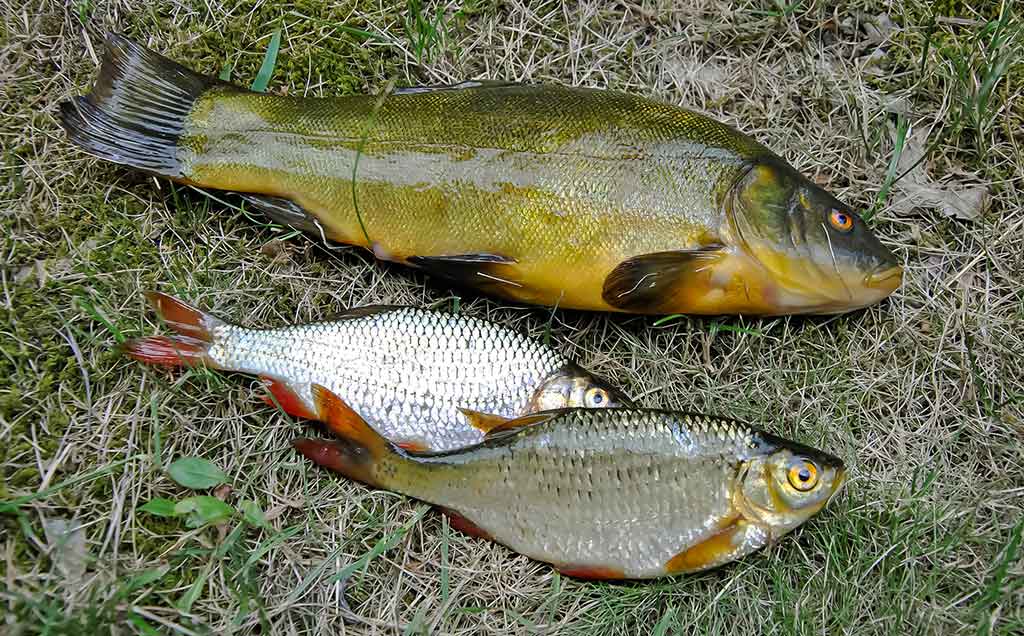 Vandens džiunglių labirintuose. Žuvų mėgstami ir nemėgstami Vandens džiunglių labirintuose. Žuvų mėgstami ir nemėgstami