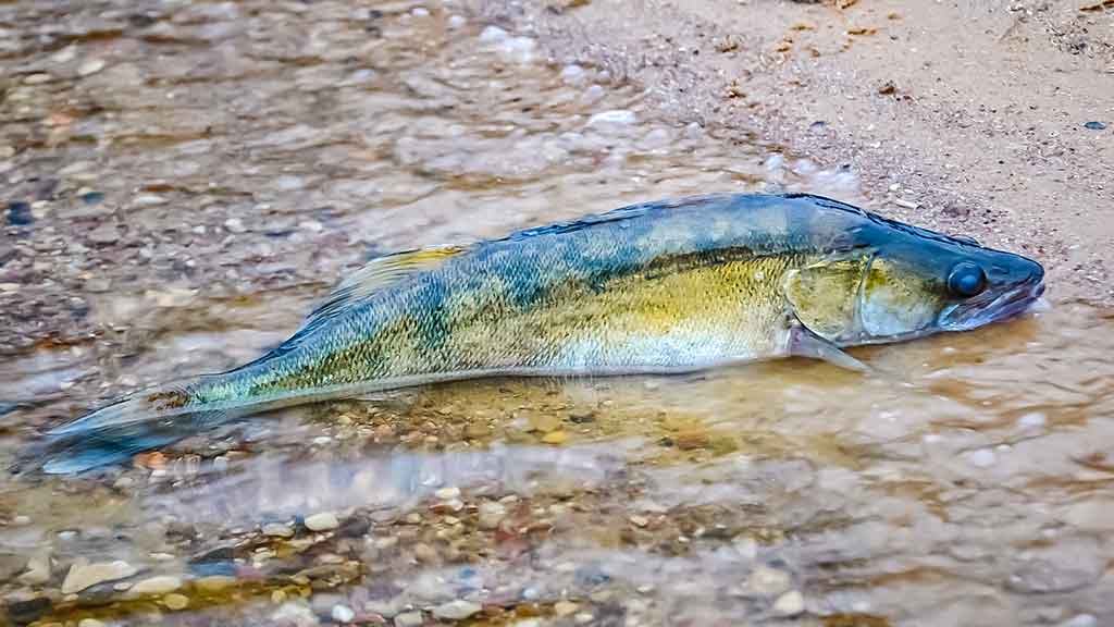 Sterkai iš tvenkinio dugno Sterkai iš tvenkinio dugno