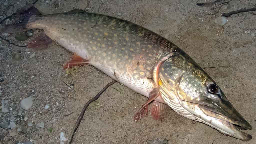 Lydekos, tvičingas ir dideli vobleriai. Techniniai niuansai, žūklavietės Lydekos, tvičingas ir dideli vobleriai. Techniniai niuansai, žūklavietės