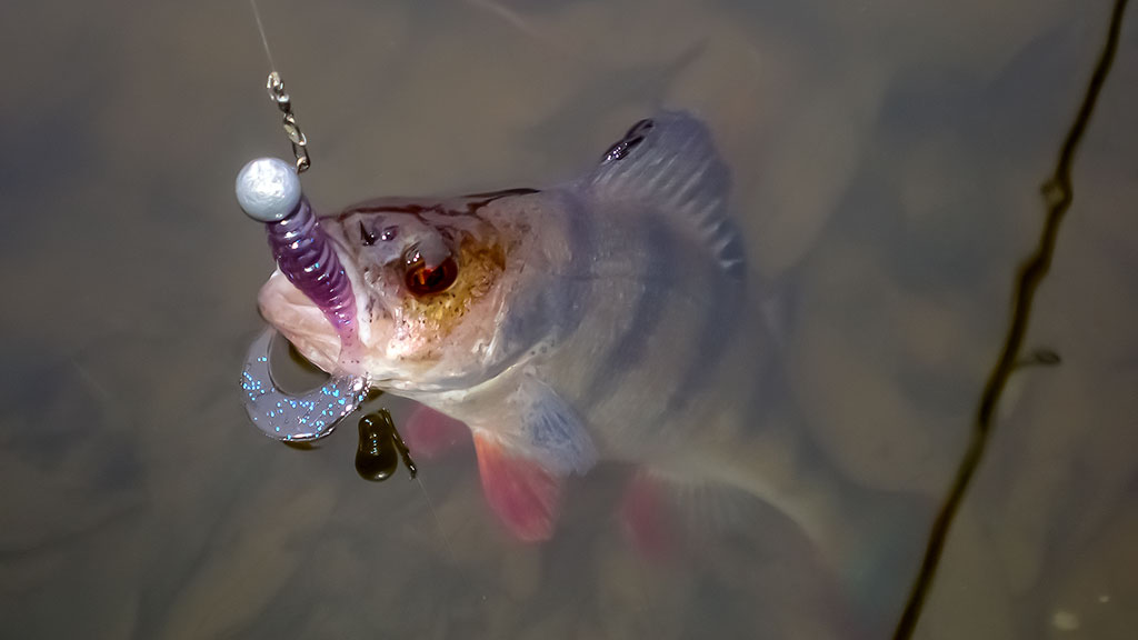 Ešerių žūklė guminukais. Tikrajam rudeniui prasidėjus Ešerių žūklė guminukais. Tikrajam rudeniui prasidėjus