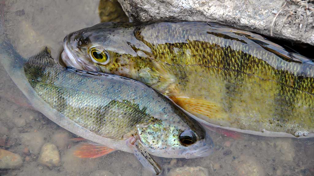 Apie ešeriams „skanius“ voblerius Apie ešeriams „skanius“ voblerius