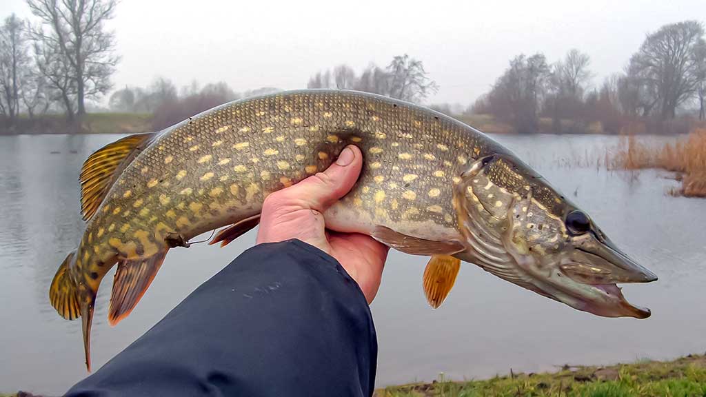 Paupiu su kuprine ant pečių Paupiu su kuprine ant pečių