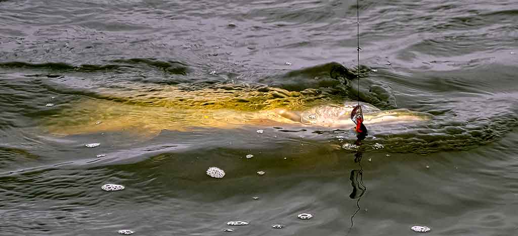 Prieš srovę, pasroviui... Kai žuvys būna neaktyvios Prieš srovę, pasroviui... Kai žuvys būna neaktyvios