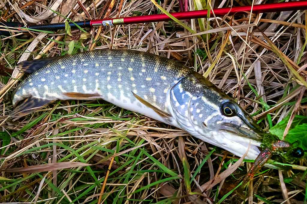 Be laimikio neliksi Be laimikio neliksi