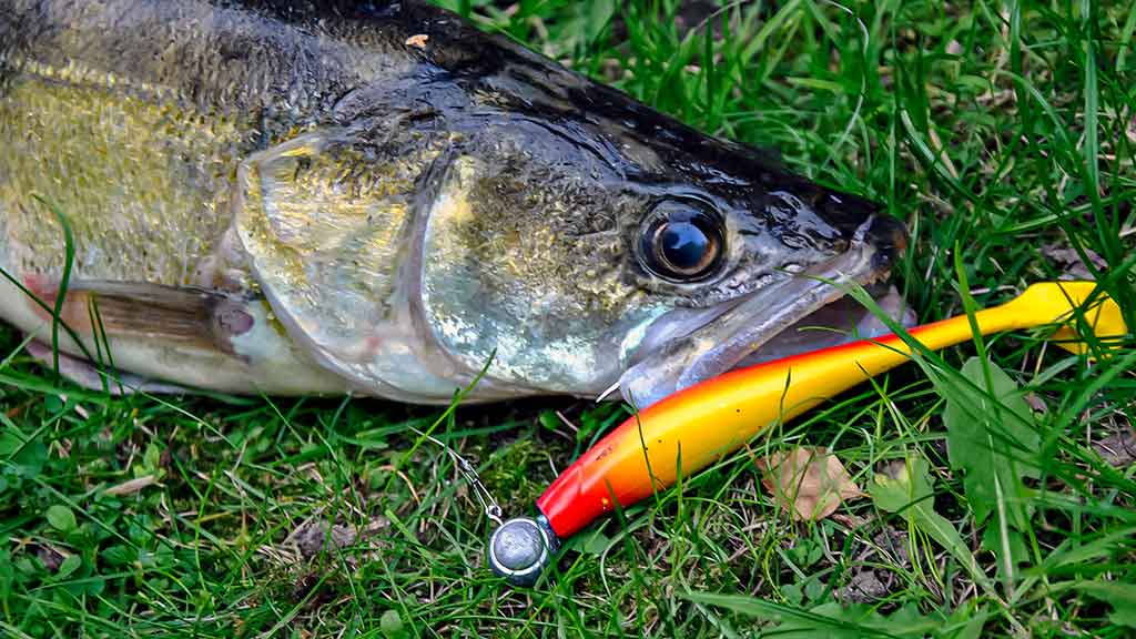 Sterką – guminuku. Masalai Sterką – guminuku. Masalai