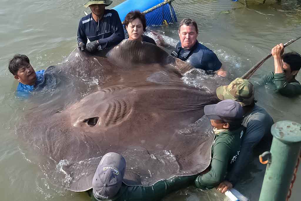 Dygliauodegė raja Dygliauodegė raja