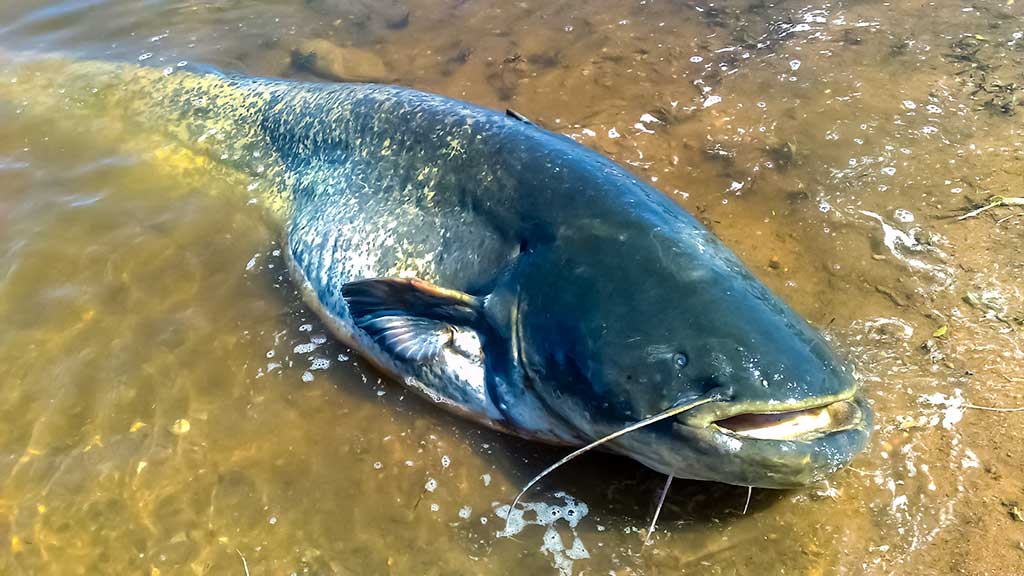 Nors ir žvynuotos, bet labai intelektualios Nors ir žvynuotos, bet labai intelektualios