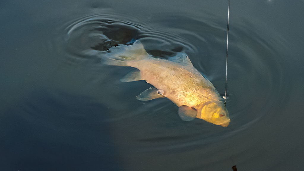 Lyną – ūkiškai Lyną – ūkiškai