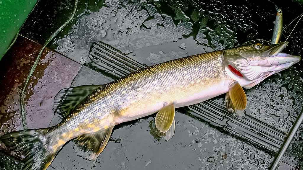 Lydekos, tvičingas ir dideli vobleriai. Kuo ypatingi šie masalai? Lydekos, tvičingas ir dideli vobleriai. Kuo ypatingi šie masalai?