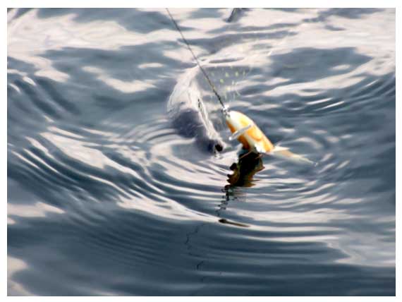 Lydekos kibimas Lydekos kibimas