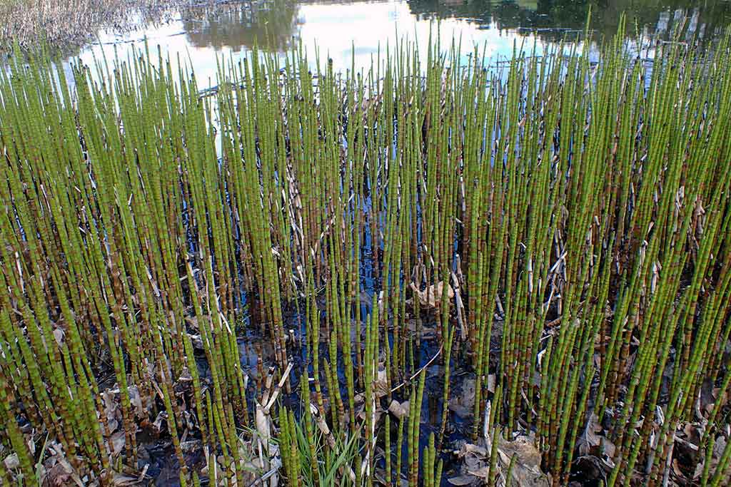 Vandens džiunglių labirintuose. Dar keli prisitaikėliai Vandens džiunglių labirintuose. Dar keli prisitaikėliai