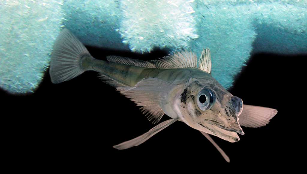 Krokodilinė ledžuvė (Chaenocephalus aceratus) Krokodilinė ledžuvė (Chaenocephalus aceratus)