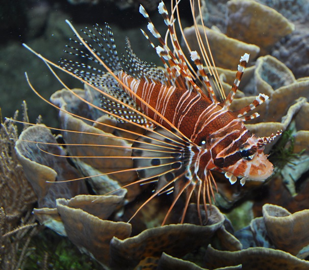 Ji dėl savo išvaizdos dažnai vadinama zebru. Ji dėl savo išvaizdos dažnai vadinama zebru.