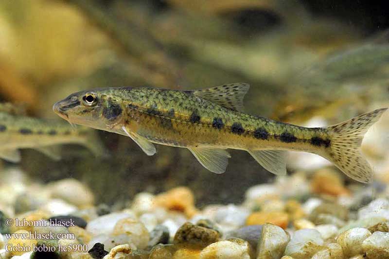 Gružlys – nedidelė žuvelė Gružlys – nedidelė žuvelė