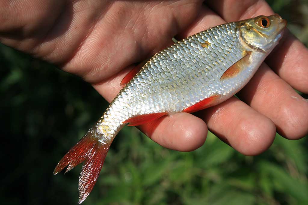 Paslaptingi Dubysos vingiai. Bandykime plūdinę Paslaptingi Dubysos vingiai. Bandykime plūdinę