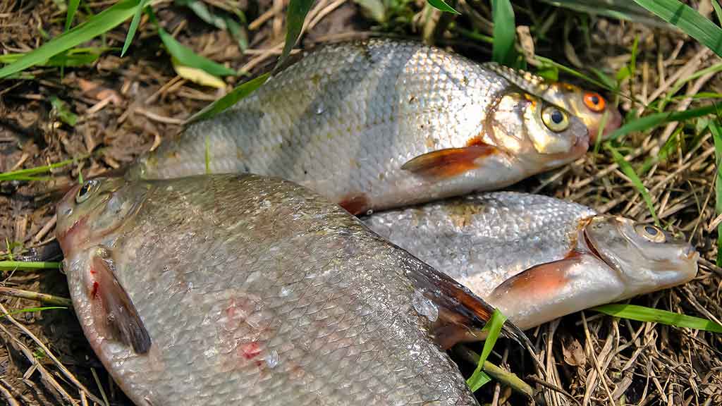 Meškeriojimas bolonine – valas, plūdės, sistemėlės... Meškeriojimas bolonine – valas, plūdės, sistemėlės...