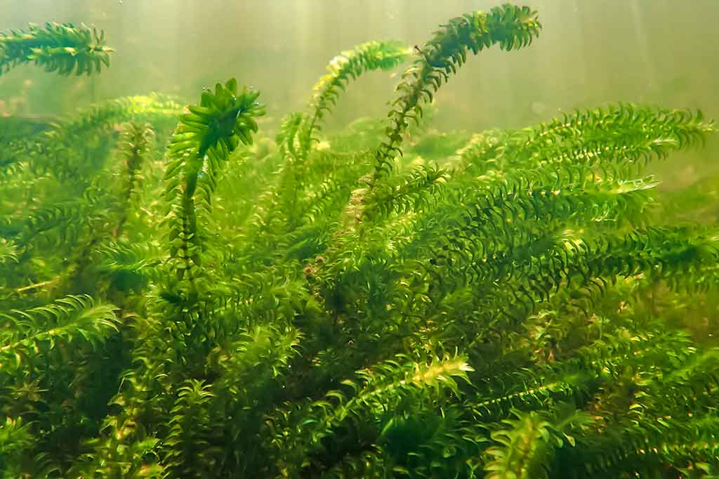 Vandens džiunglių labirintuose. Žuvų mėgstami ir nemėgstami Vandens džiunglių labirintuose. Žuvų mėgstami ir nemėgstami