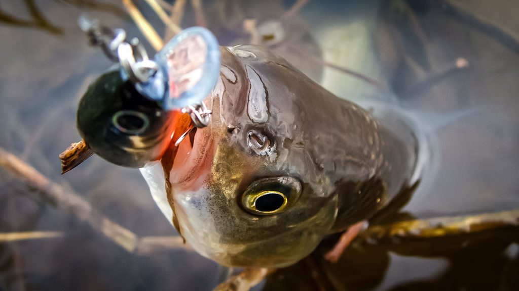 Kai šapalautojai žegnojasi. Įranga Kai šapalautojai žegnojasi. Įranga