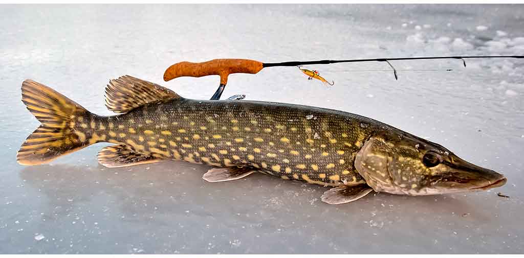 Apie dideles švytuokles Apie dideles švytuokles