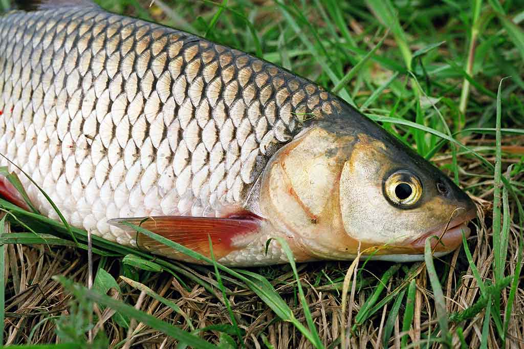 Žūklės įranga ne pagal paskirtį Žūklės įranga ne pagal paskirtį