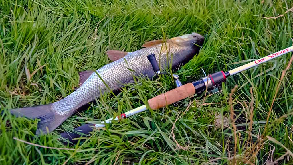 Žūklė cikadomis atvirame vandenyje ir nuo ledo. Pirma dalis Žūklė cikadomis atvirame vandenyje ir nuo ledo. Pirma dalis