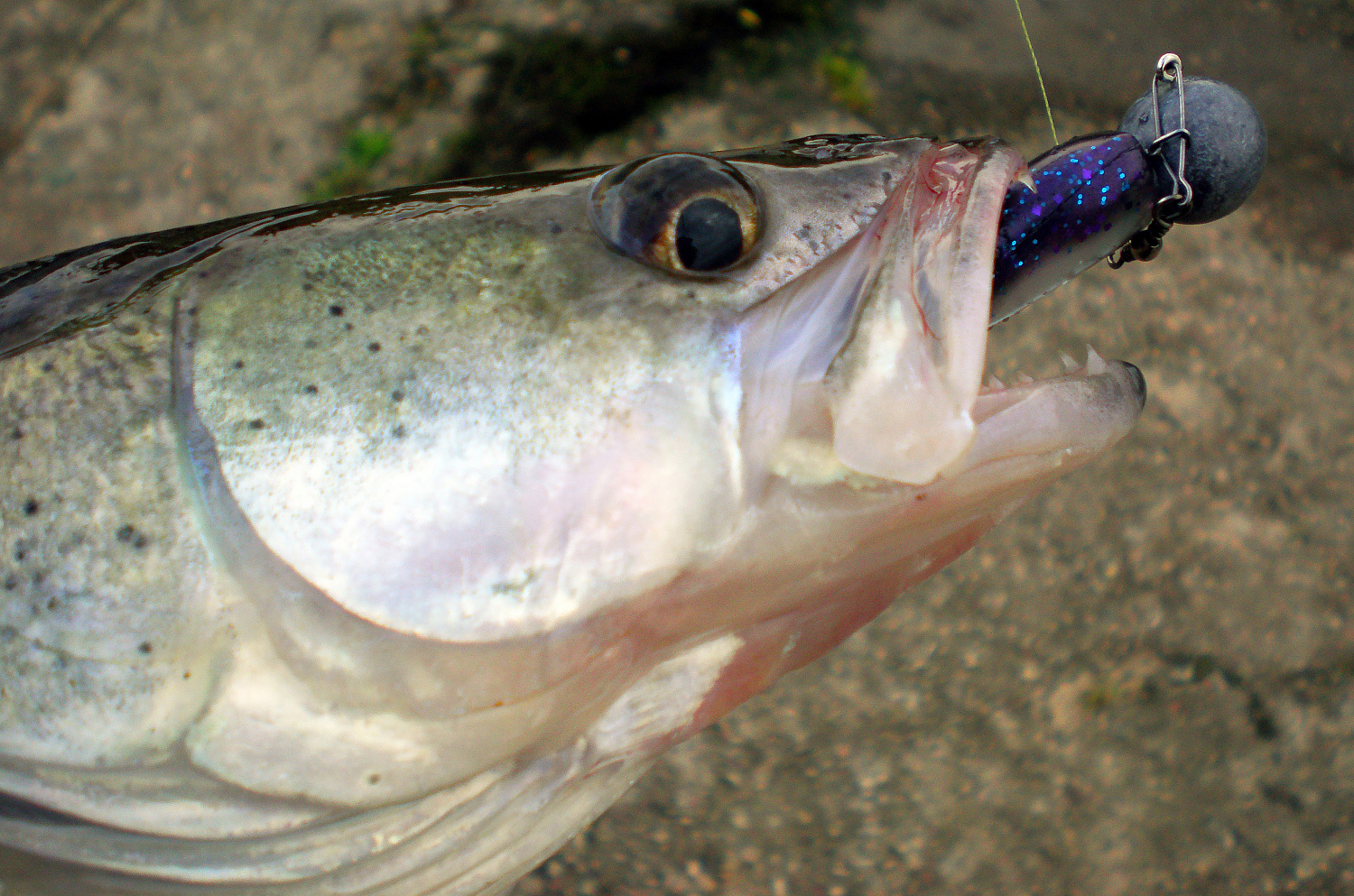 Sterką džigaujant? Elementaru, Vatsonai Sterką džigaujant? Elementaru, Vatsonai