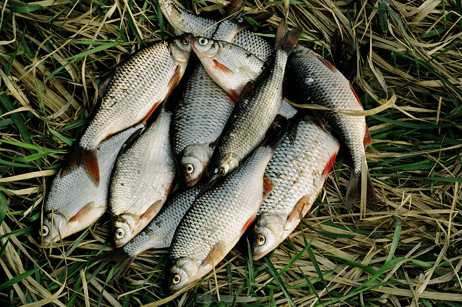 Plūdine ankstyvą pavasarį – įranga ir sistemėlės Plūdine ankstyvą pavasarį – įranga ir sistemėlės
