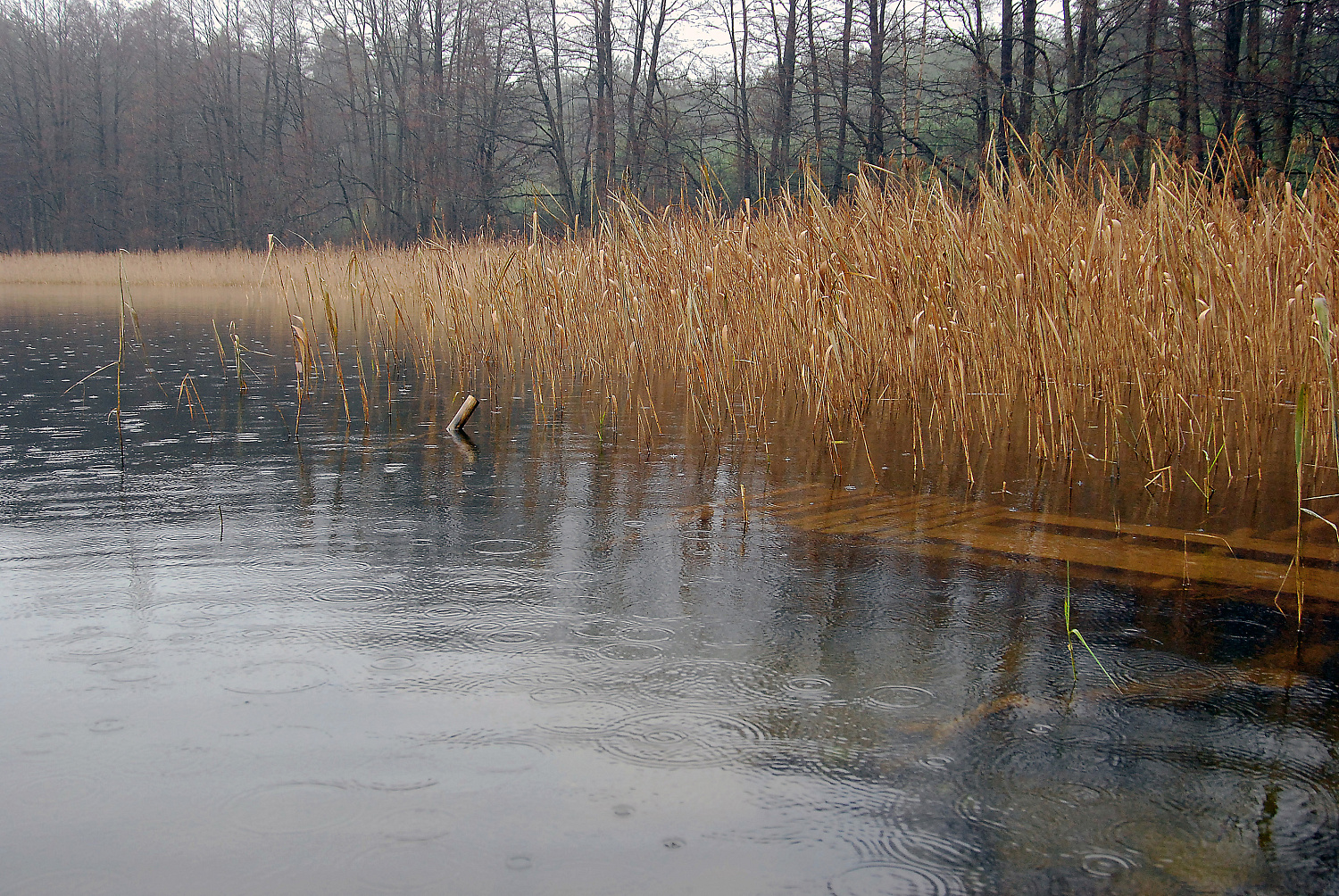 Dugninė žiemą Dugninė žiemą