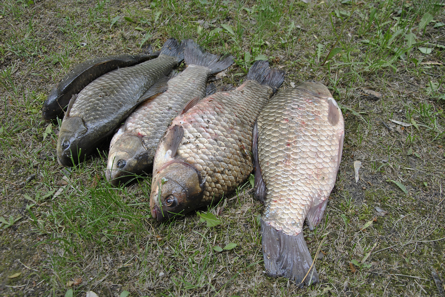 Karosai ir antra rugpjūčio pusė – kaip žvejoti Karosai ir antra rugpjūčio pusė – kaip žvejoti
